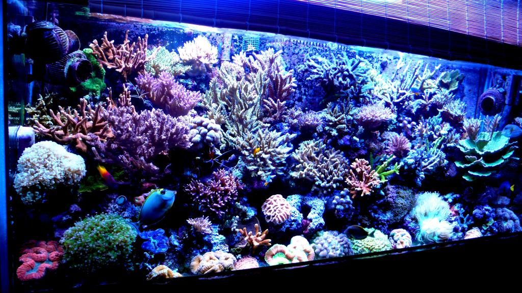 Морские аквариумы по праву считаются живописнейшими из всех видов аквариумов