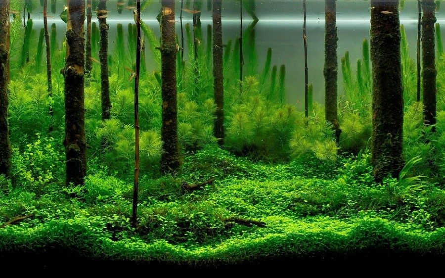 Имитация тропического леса, созданная благодаря корягам и густой зелени