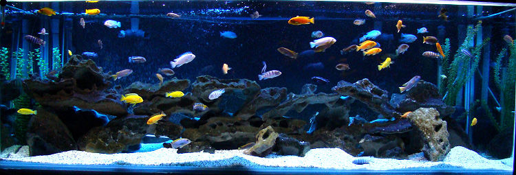 Разноцветные рыбки смотрятся очень эффектно на фоне коряги и светлого грунта