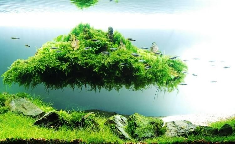 Яванский мох используется для создания растительности на подводном плавающем острове