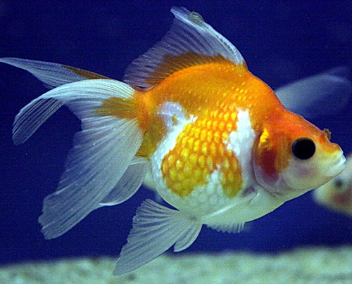 Золотая рыба жемчужина фото 1