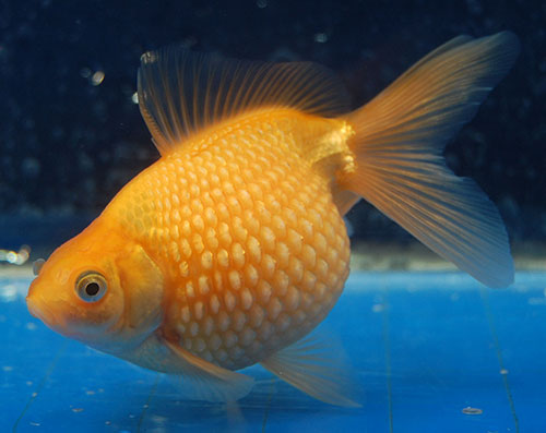 Золотая рыба жемчужина фото 2