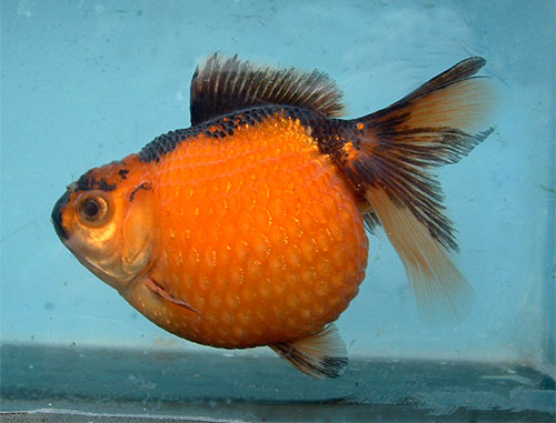 Золотая рыба жемчужина фото 4