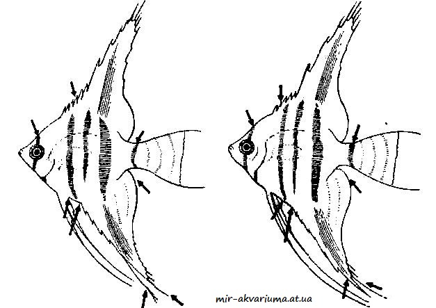Половые различия у салярий (слева самец, справа самка)