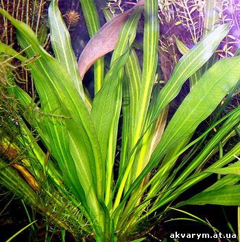 Аквариумное растение амазонка фото