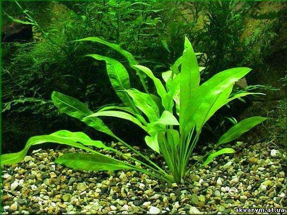 Аквариумное растение карликовая амазонка фото